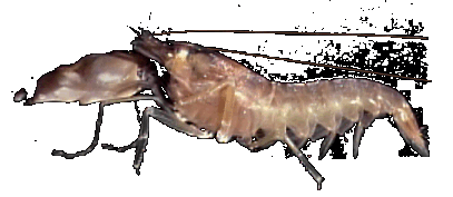 A snapping shrimp makes loud pop with its huge claw. © http://www.thread-of-awareness-in-chaos.com/order.html